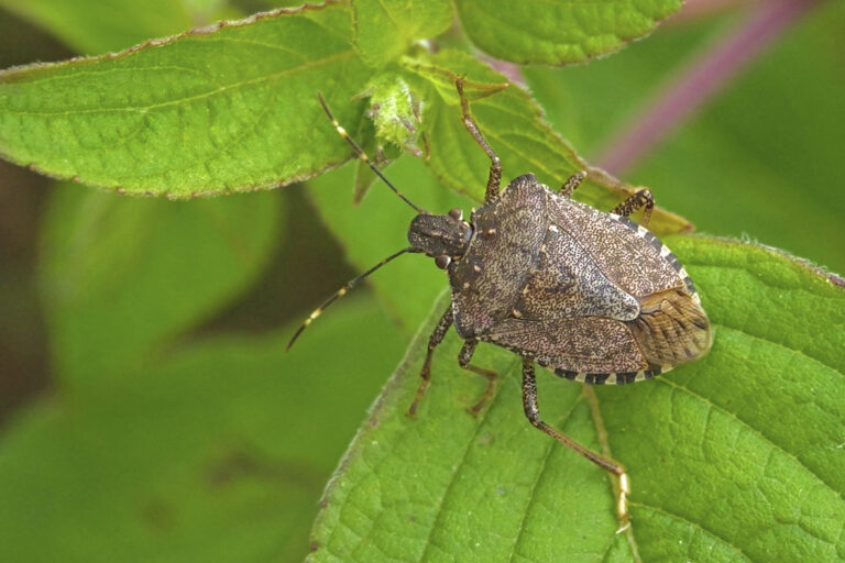 20232024 Seasonal measures for Brown Marmorated Stink Bug (BMSB